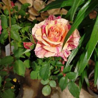 バラ★薔薇★各種