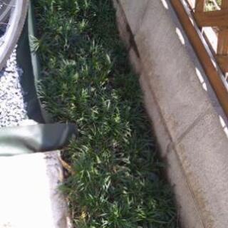 玉竜　差し上げます！　庭のアレンジなどにどうぞ