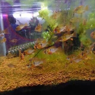 ドイツラミレジィ 熱帯魚 