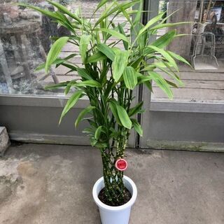 ミリオンバンブー 現品処分品です