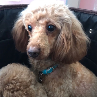 トリミング🐶