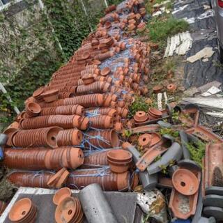 植木鉢無料配布&めだか即売会の画像