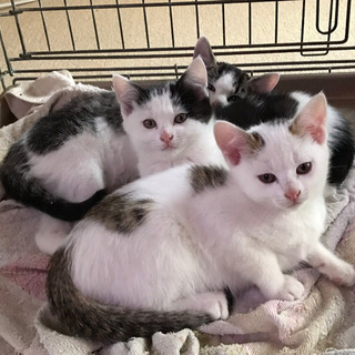 募集終了します。ありがとうございます　里親子猫