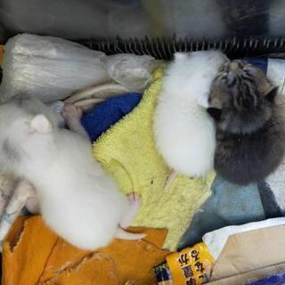 生後まもない子猫の里親探しています