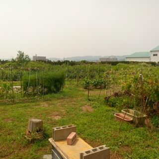 野菜作り始めませんか？　熊月堂農園（マイファームきのかわ）