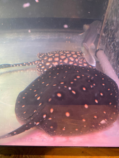 淡水エイ　ダイヤモンドポルカ　20cm