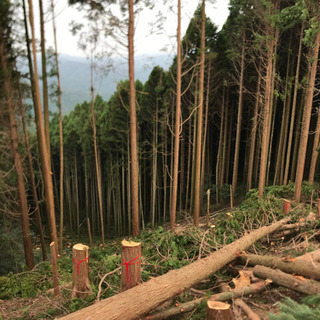 伐採、草刈りなどのお仕事！の画像