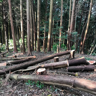 伐採！草刈り、などのお仕事です！の画像