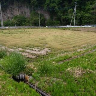 田んぼお貸しします。