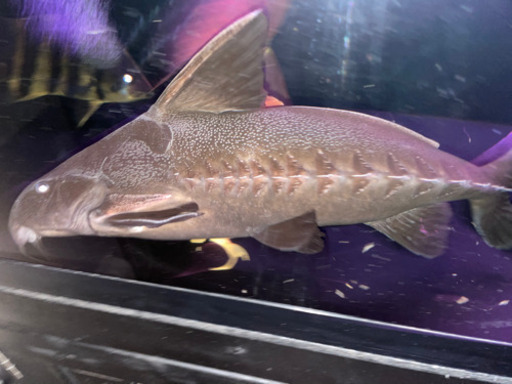 熱帯魚　オキシドラス　生体