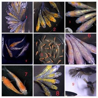 画像あり！様々なメダカの針子40匹セット！希望の方にはおまけあり