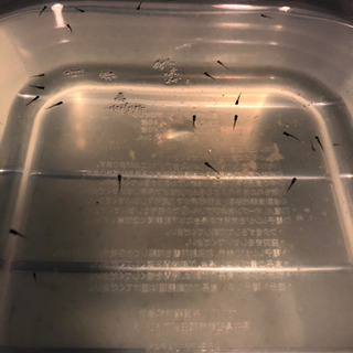 画像あり！様々なメダカの針子40匹セット！希望の方にはおまけありの画像