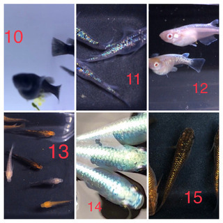 画像あり！様々なメダカの針子40匹セット！希望の方にはおまけありの画像