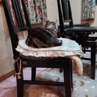 武居音楽教室ですの画像