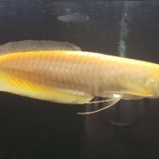 【値下げ】アルビノシルバーアロワナ 約40㎝