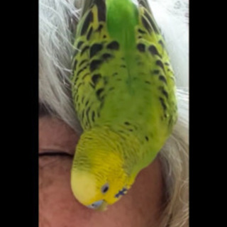 🌸迷子のセキセイインコ🌸この鳥情報以外禁止❗️