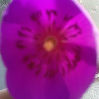 Cistanthe grandiflora（Rock Pursl...