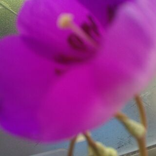 Cistanthe grandiflora（Rock Purslane）１苗 アンデスマツバボタン 岩スベリヒユ シスタンテ 多肉の画像