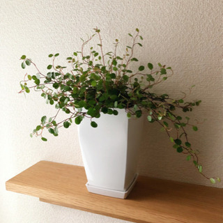 観葉植物　ワイヤープランツ　3号鉢と受け皿付き