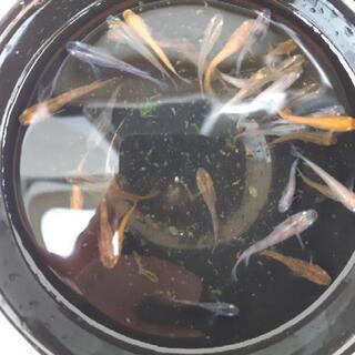 ミックスメダカ 30匹  0円S～Mサイズの画像