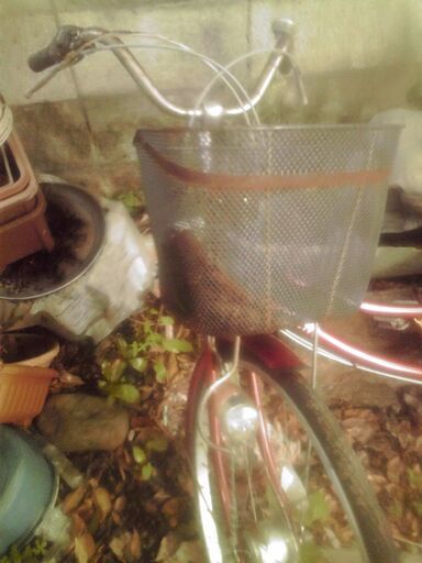 自転車　るんるん