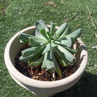 多肉植物の画像