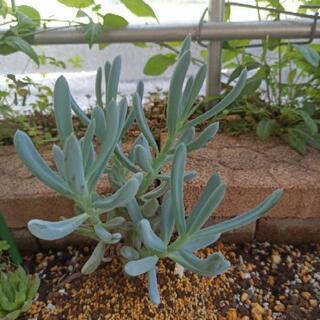 多肉植物（万宝）