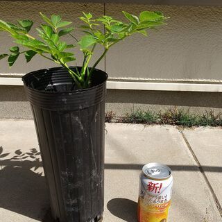 とげ無し・タラの木　通称：ウルトラたらちゃん　苗1鉢　タラの芽