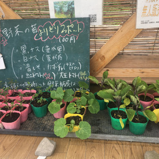 野菜苗よりどり2個100円