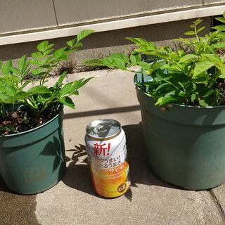 とげ無し・タラの木　通称：ウルトラたらちゃん　苗２鉢　タラの芽