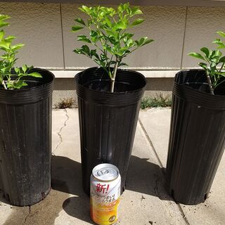 姫ウコギ　苗３鉢　新芽を山菜として食用！　生垣としても利用できます。