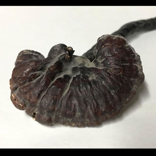 e689 レイシ 霊芝 木箱入り れいし 煎茶飾り 煎茶道具 サルノコシカケ