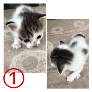 【代理投稿】2匹の子猫の里親