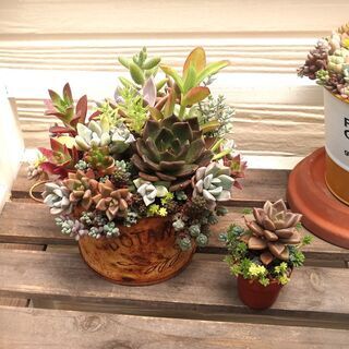 交渉中！　★多肉植物の寄植えセット①♪の画像