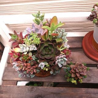 交渉中！　★多肉植物の寄植えセット①♪の画像