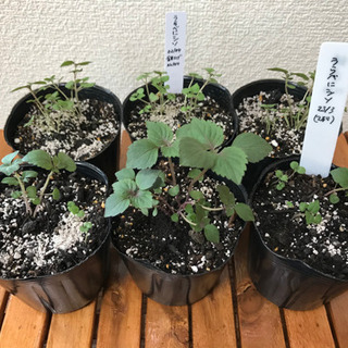 野菜苗 (沖縄野菜、バジル、シソ 、インゲンなど)