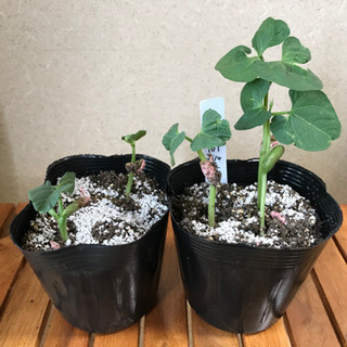 野菜苗 (沖縄野菜、バジル、シソ 、インゲンなど)の画像