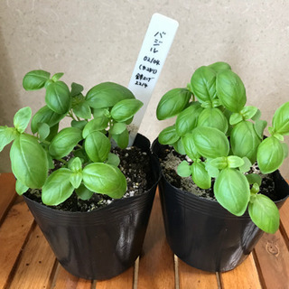 野菜苗 (沖縄野菜、バジル、シソ 、インゲンなど)の画像