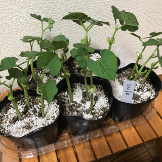 野菜苗 (沖縄野菜、バジル、シソ 、インゲンなど)の画像