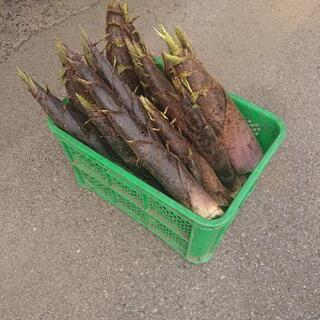 筍1kg200円～ 