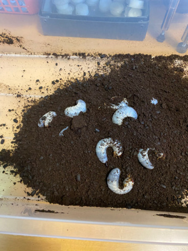 ヘラクレス幼虫