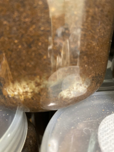 ニジイロ(ダークレッド血統)幼虫30匹