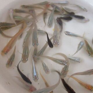 ●４１　メダカ　５０匹+αセット　幹之　楊貴妃系　ミックス　まと...