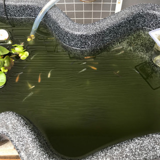 メダカ産卵床② ５個　200円の画像