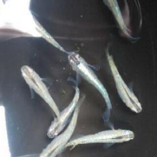 緑光メダカ10匹 の画像