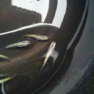 緑光メダカ10匹 の画像