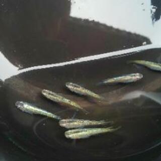 緑光メダカ10匹 の画像