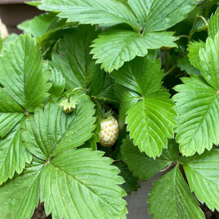 いちごの苗 お値引きしました