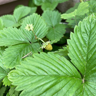 いちごの苗 お値引きしましたの画像