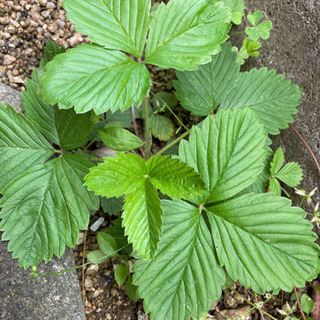 いちごの苗 お値引きしましたの画像